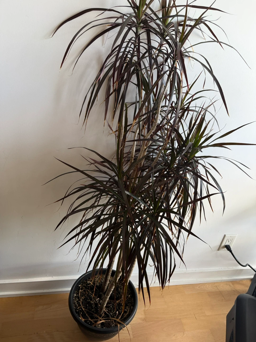 Large Dracaena Marginata Houseplant - photo 3