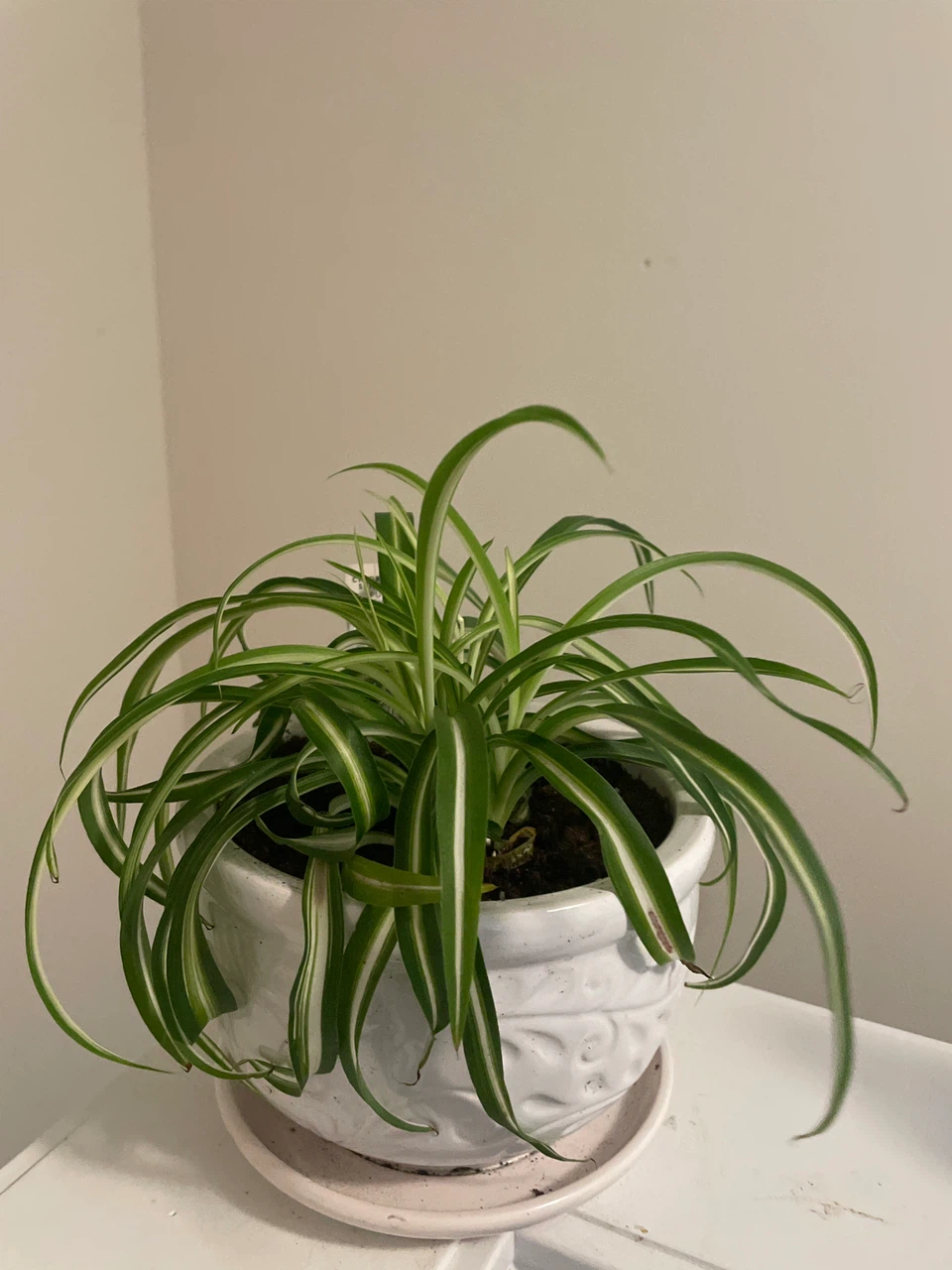Spider Plant in a ceramic pot