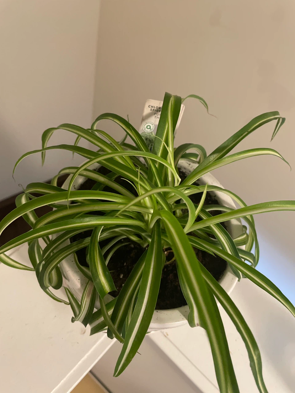 Spider Plant in a ceramic pot - photo 2