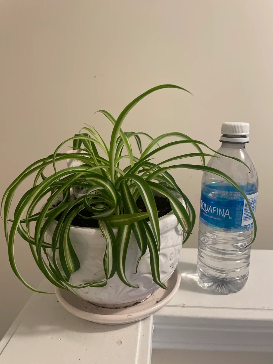 Spider Plant in a ceramic pot - photo 3
