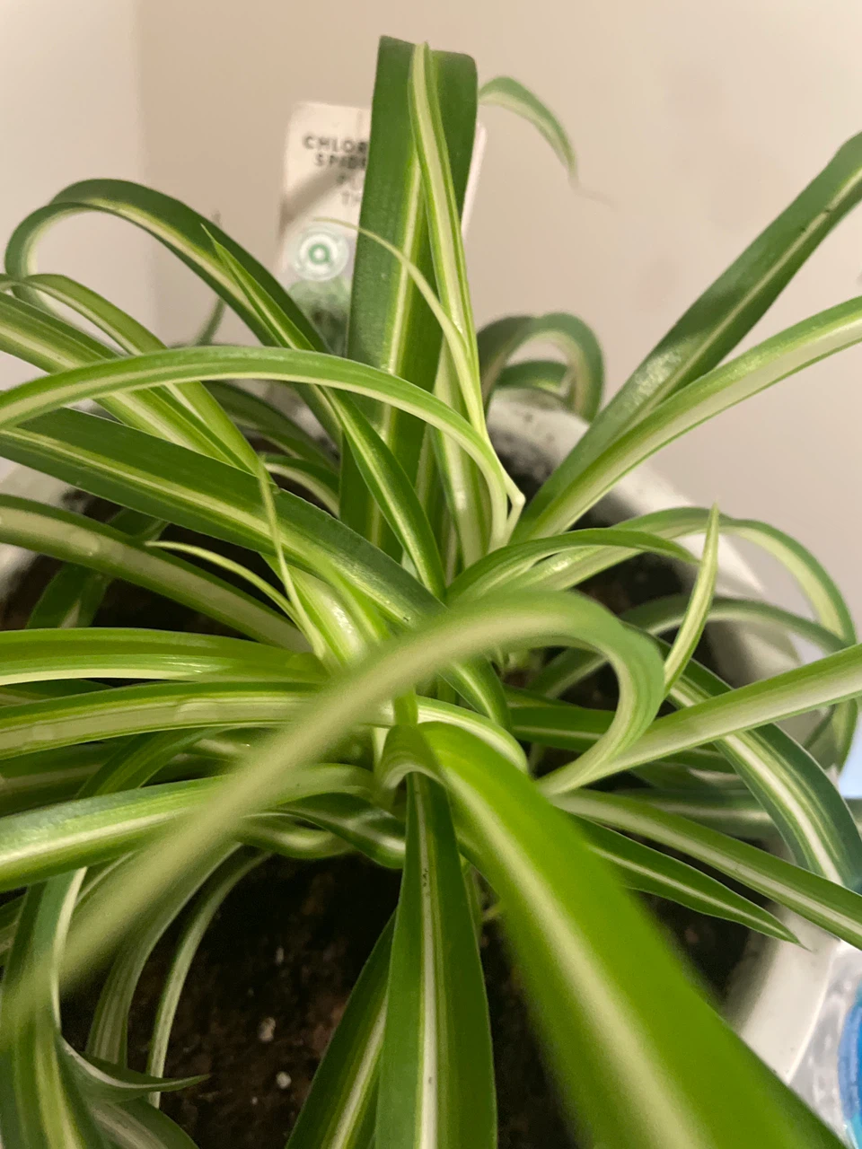 Spider Plant in a ceramic pot - photo 4