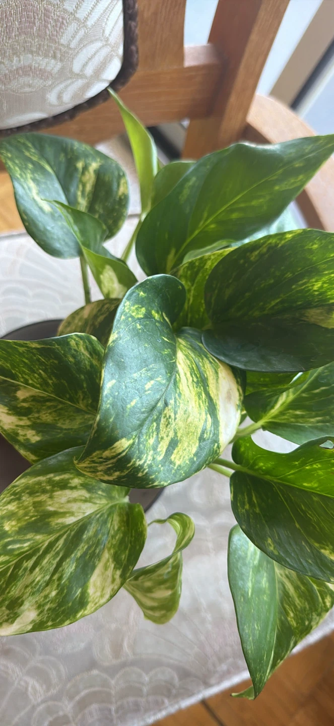 Variegated Pothos Houseplant