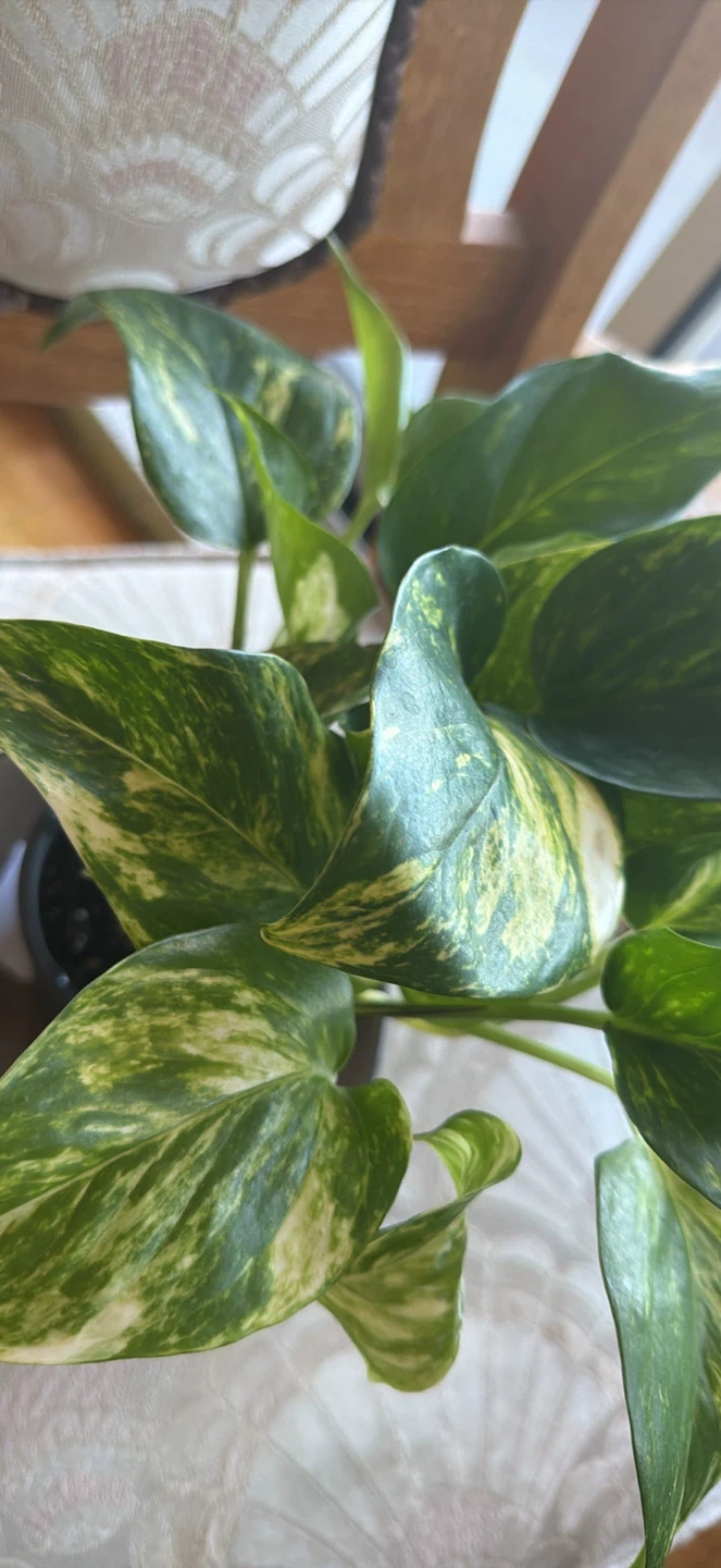 Variegated Pothos Houseplant - photo 2