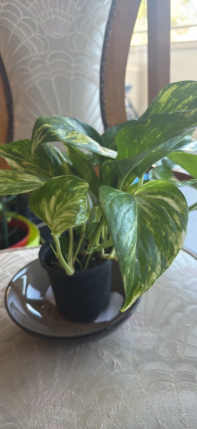Variegated Pothos Houseplant - photo 3