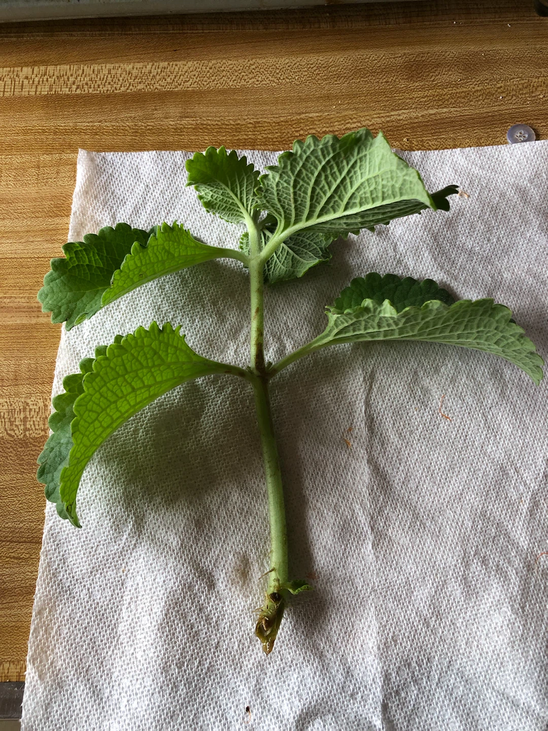 Fresh Cuban Oregano Stem Cutting