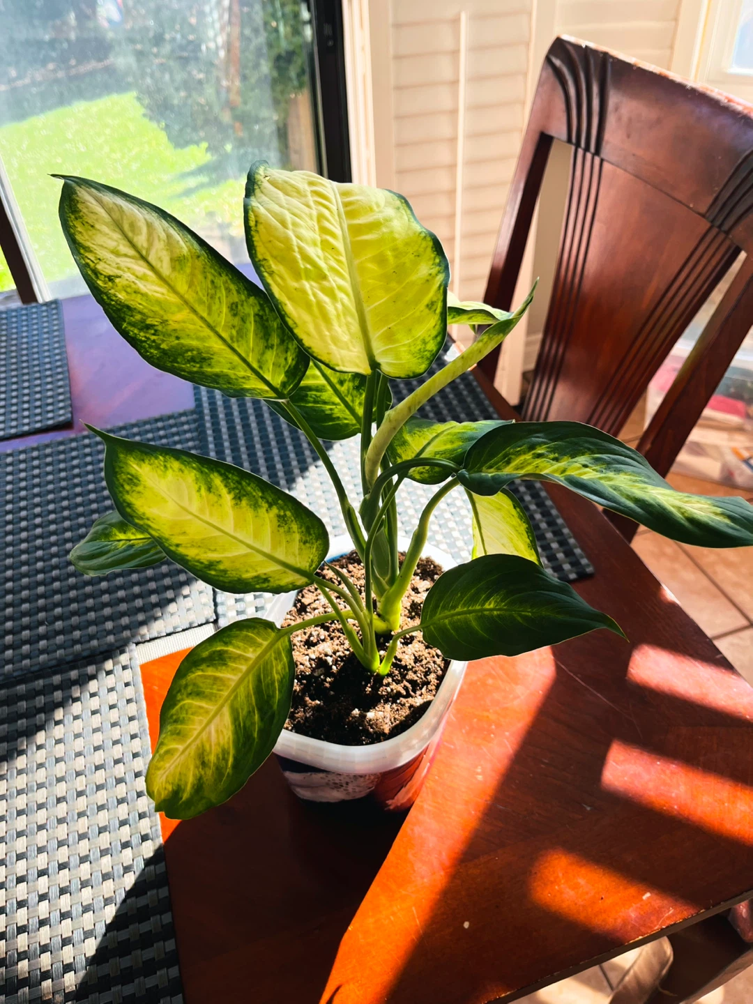 Dieffenbachia / Dumb Cane / Leopard Lily Plant