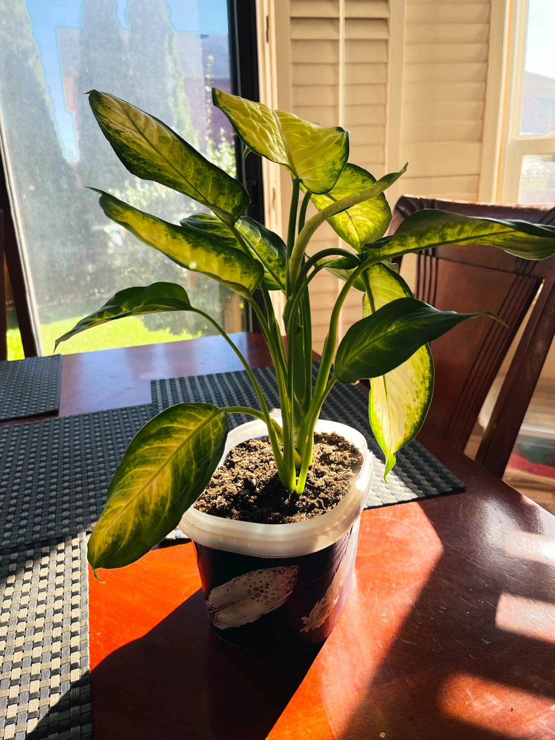 Dieffenbachia / Dumb Cane / Leopard Lily Plant - photo 2