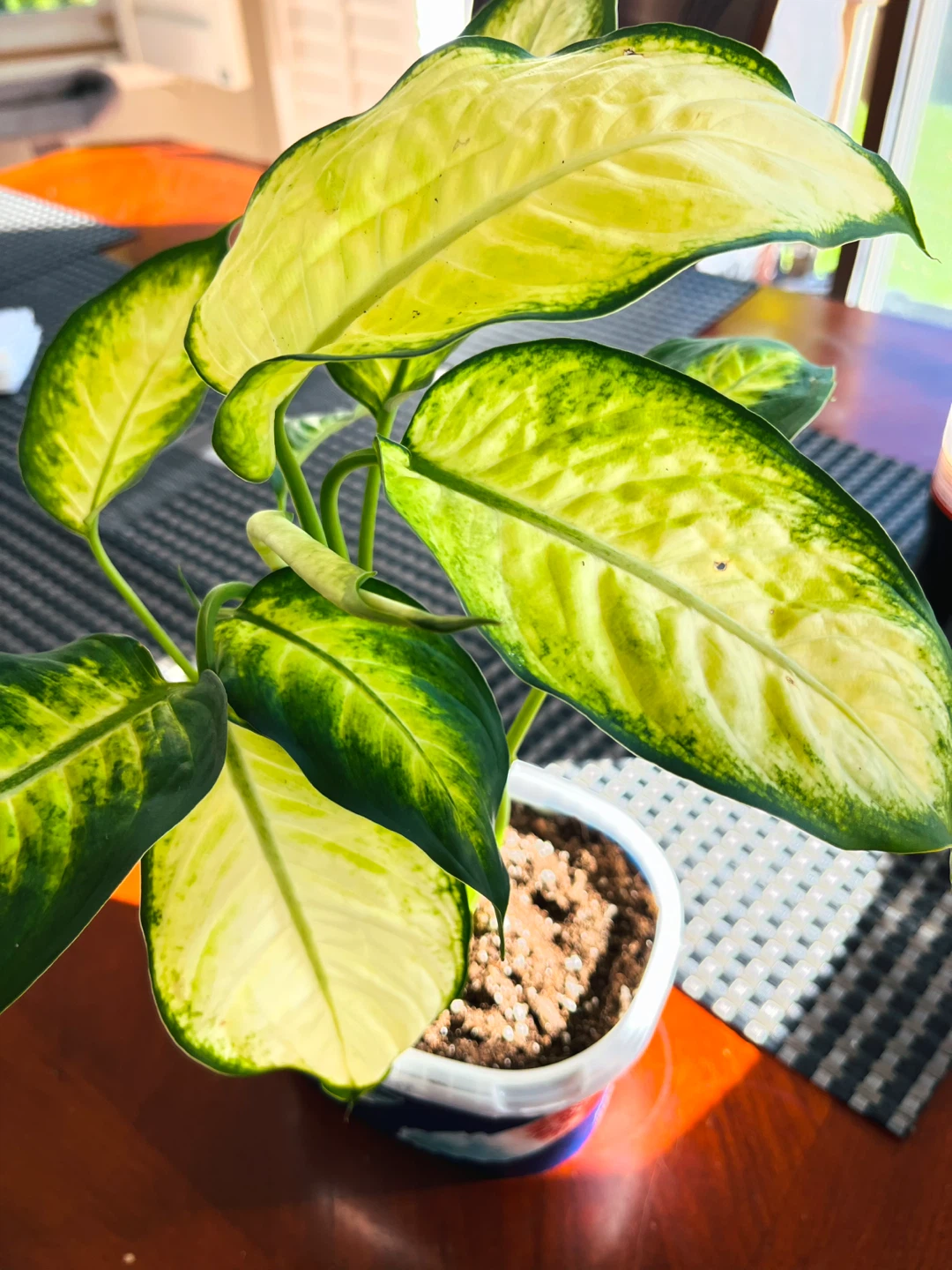 Dieffenbachia / Dumb Cane / Leopard Lily Plant - photo 3