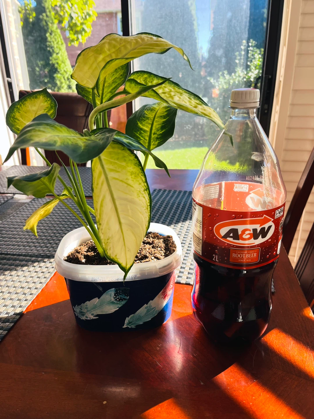 Dieffenbachia / Dumb Cane / Leopard Lily Plant - photo 4