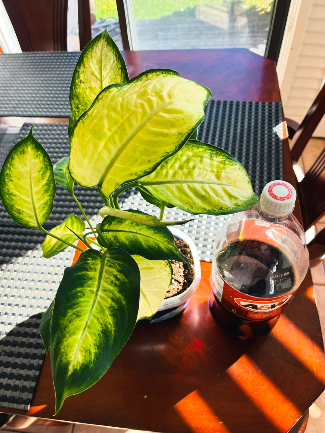Dieffenbachia / Dumb Cane / Leopard Lily Plant - photo 5