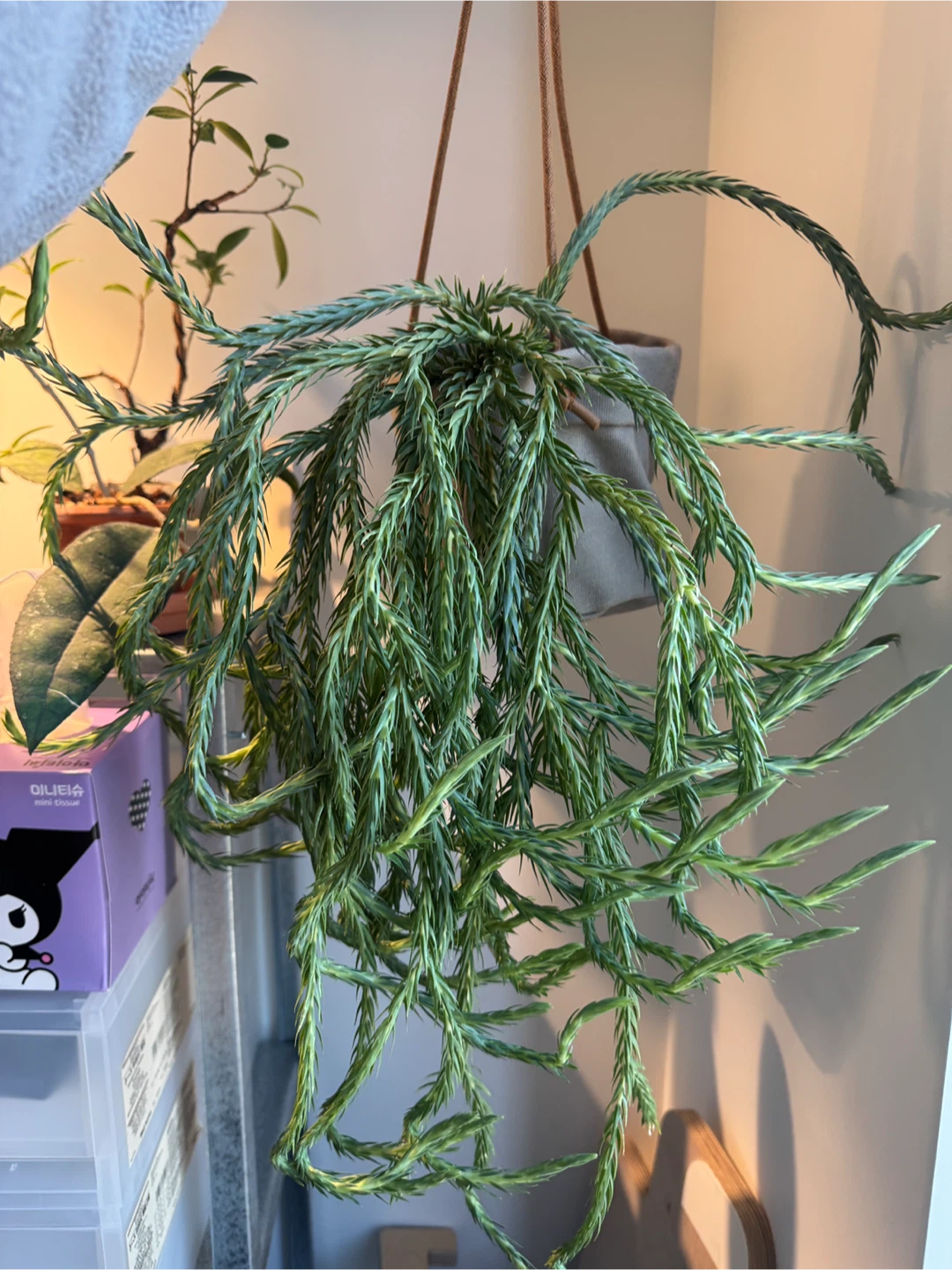 Huperzia filiformis ‘Blue clay’