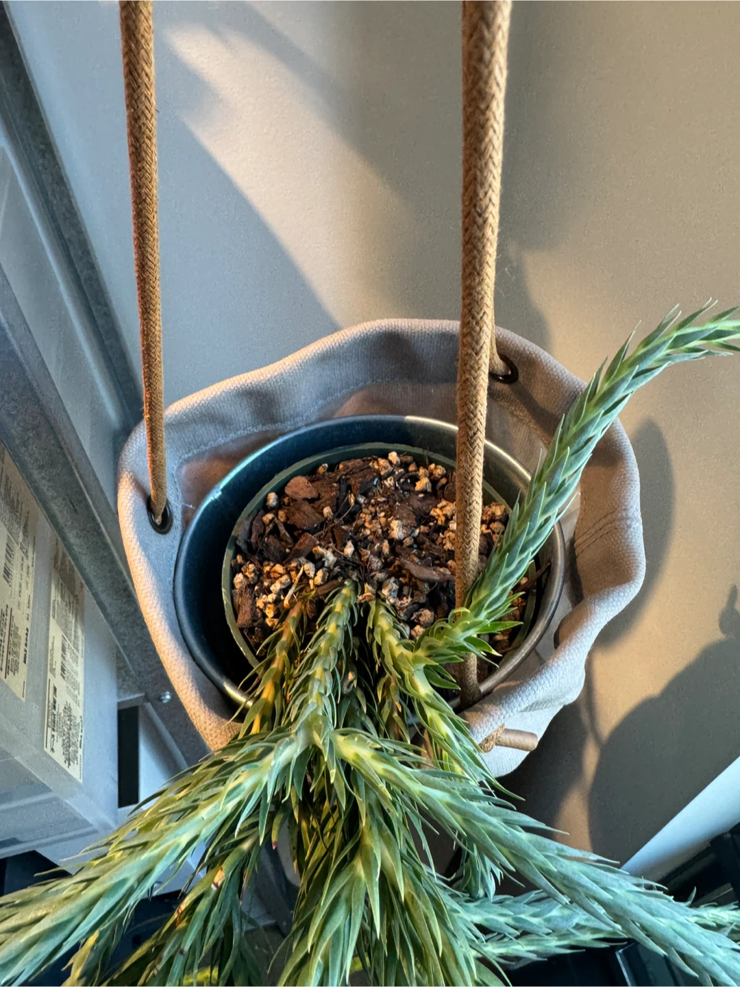 Huperzia filiformis ‘Blue clay’ - photo 3