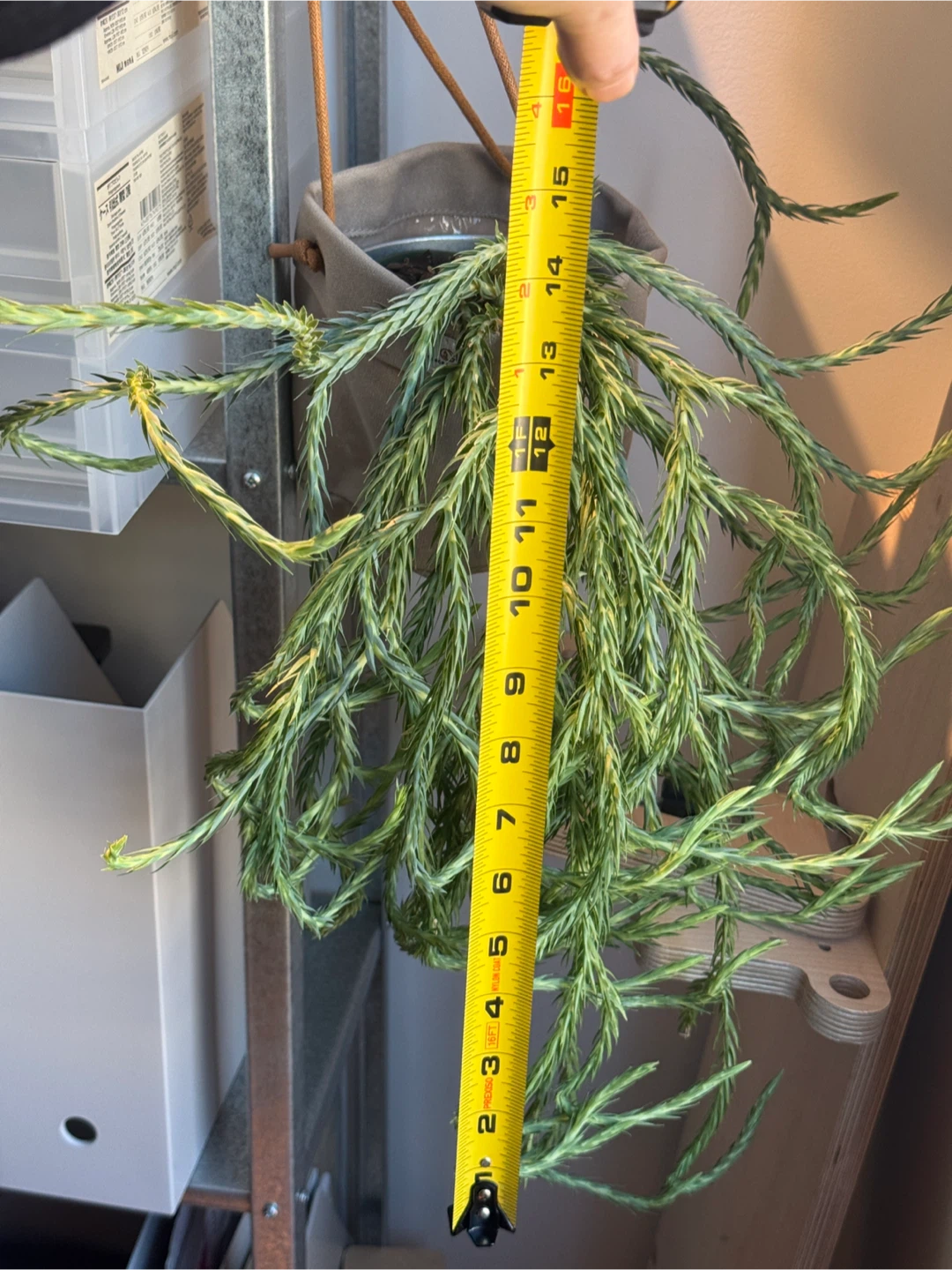 Huperzia filiformis ‘Blue clay’ - photo 4