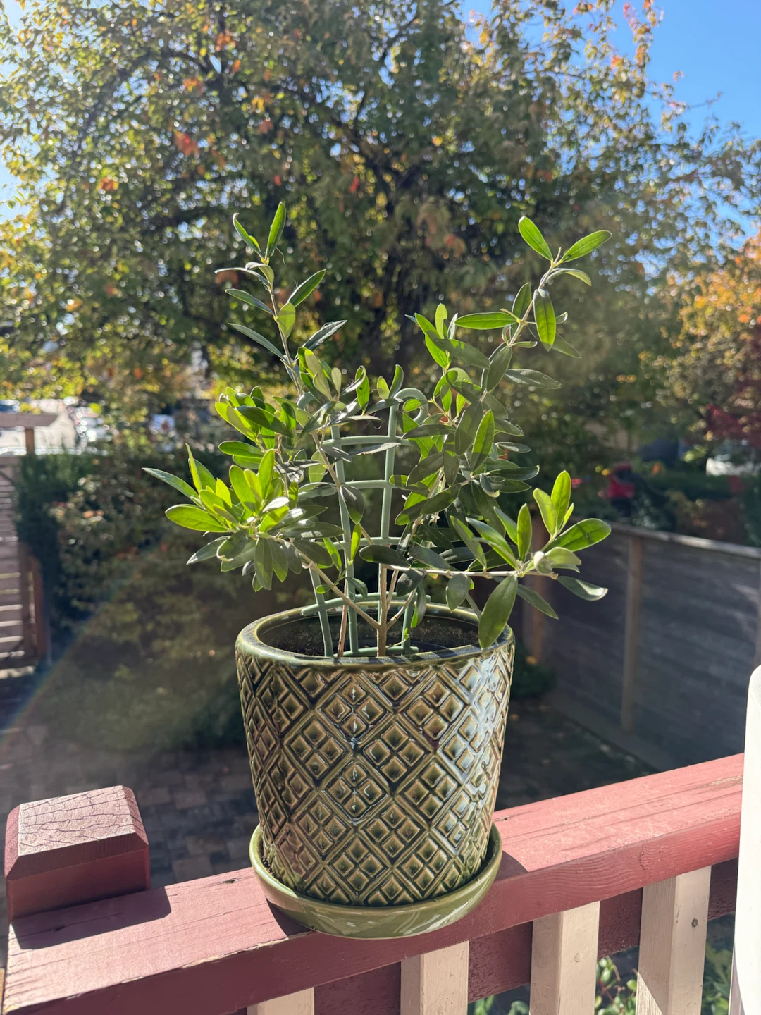 Small Olive Tree in Decorative Ceramic Pot