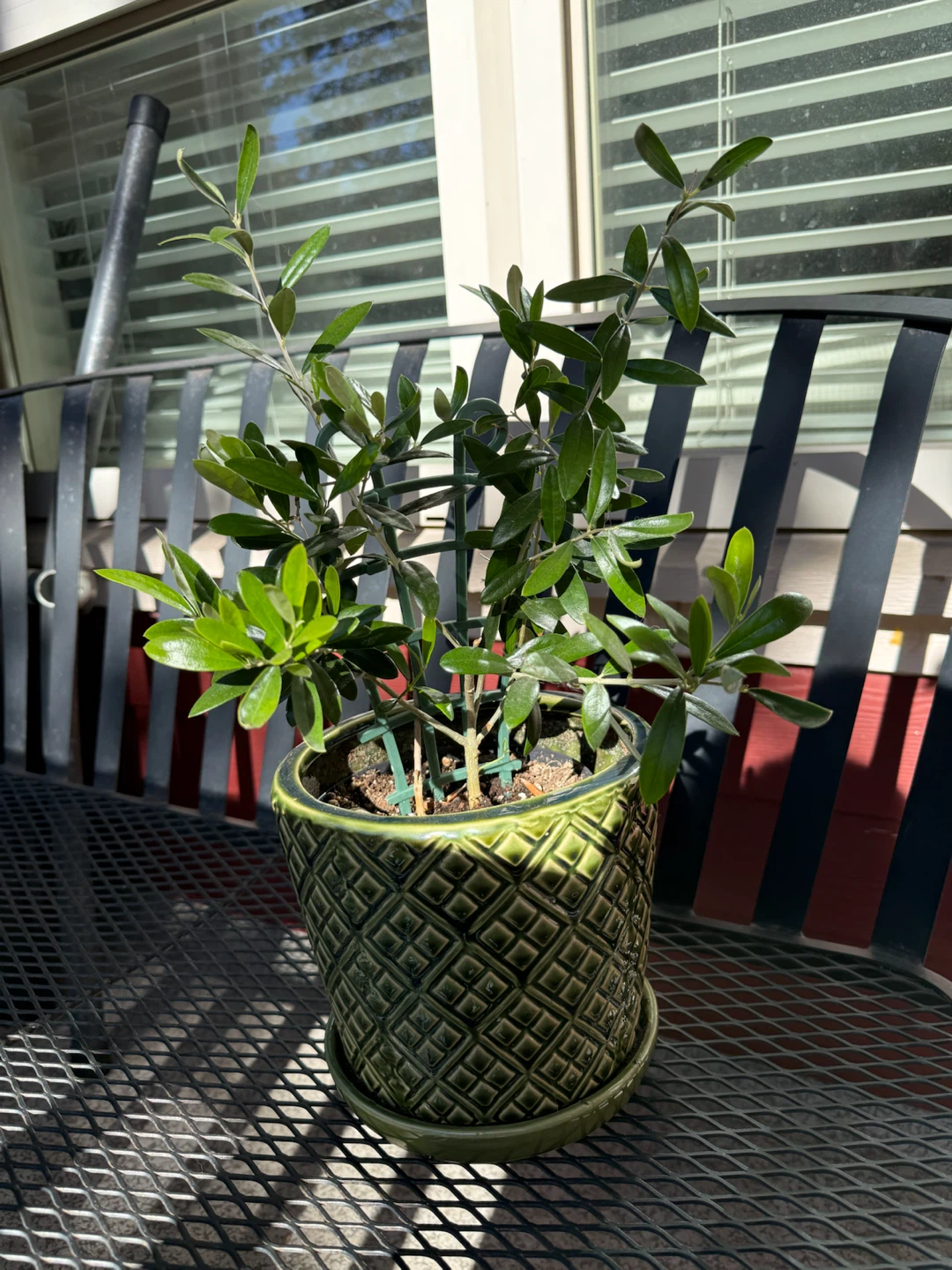 Small Olive Tree in Decorative Ceramic Pot - photo 2