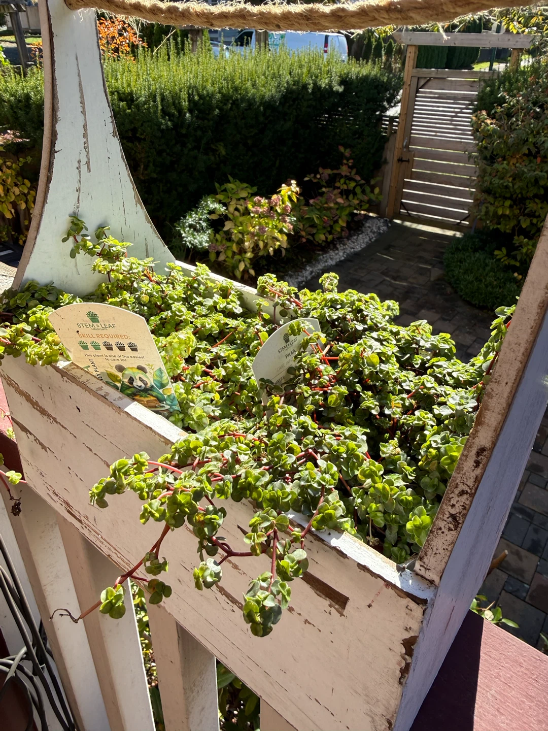 Stem & Leaf Pilea Plant in Rustic Wood Crate