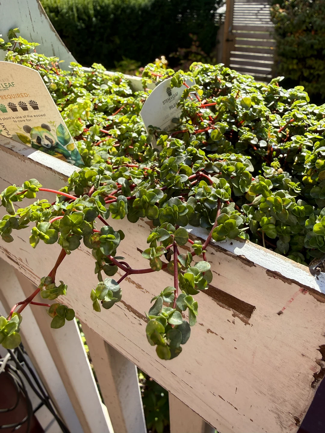 Stem & Leaf Pilea Plant in Rustic Wood Crate - photo 2