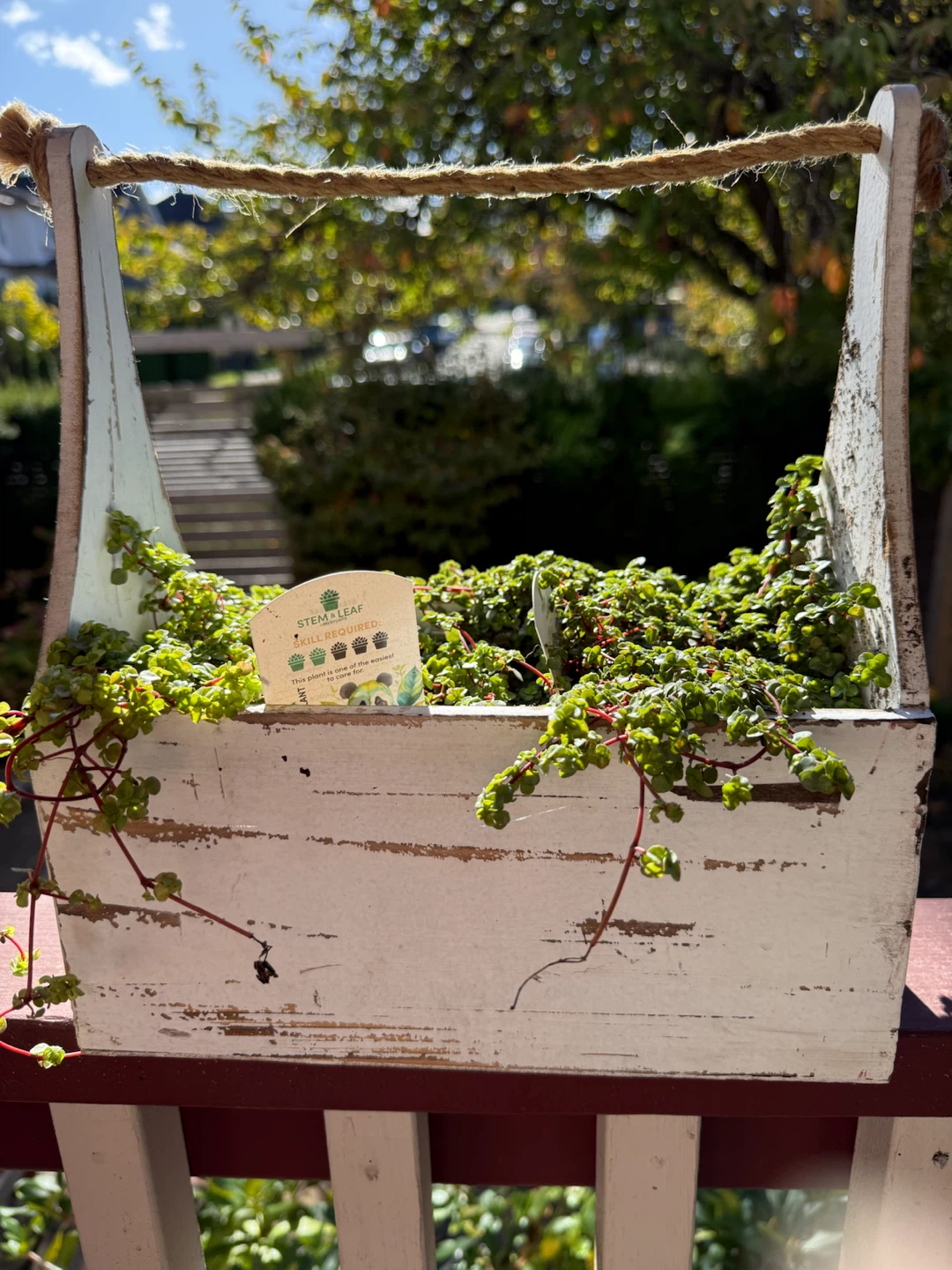 Stem & Leaf Pilea Plant in Rustic Wood Crate - photo 4