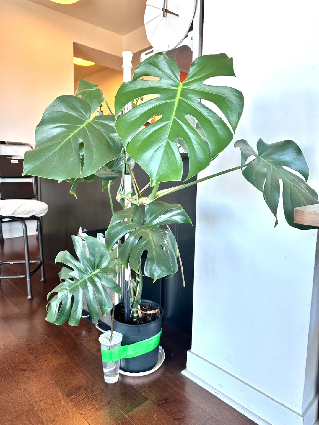 Large Monstera Deliciosa Houseplant