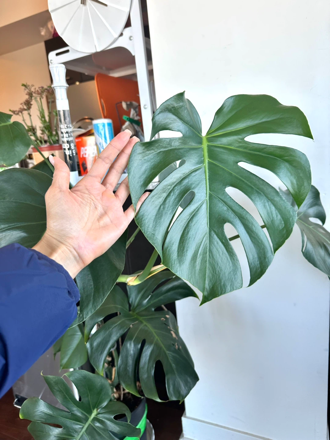 Large Monstera Deliciosa Houseplant - photo 2