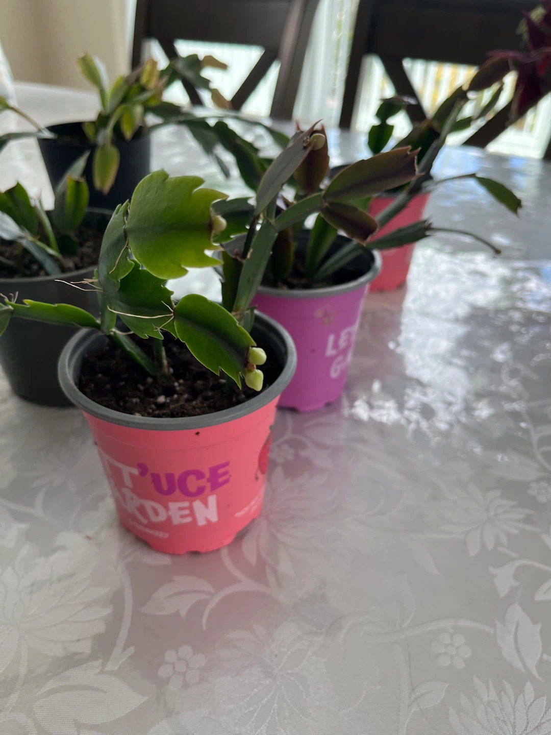 Five Holiday Cactus Plants