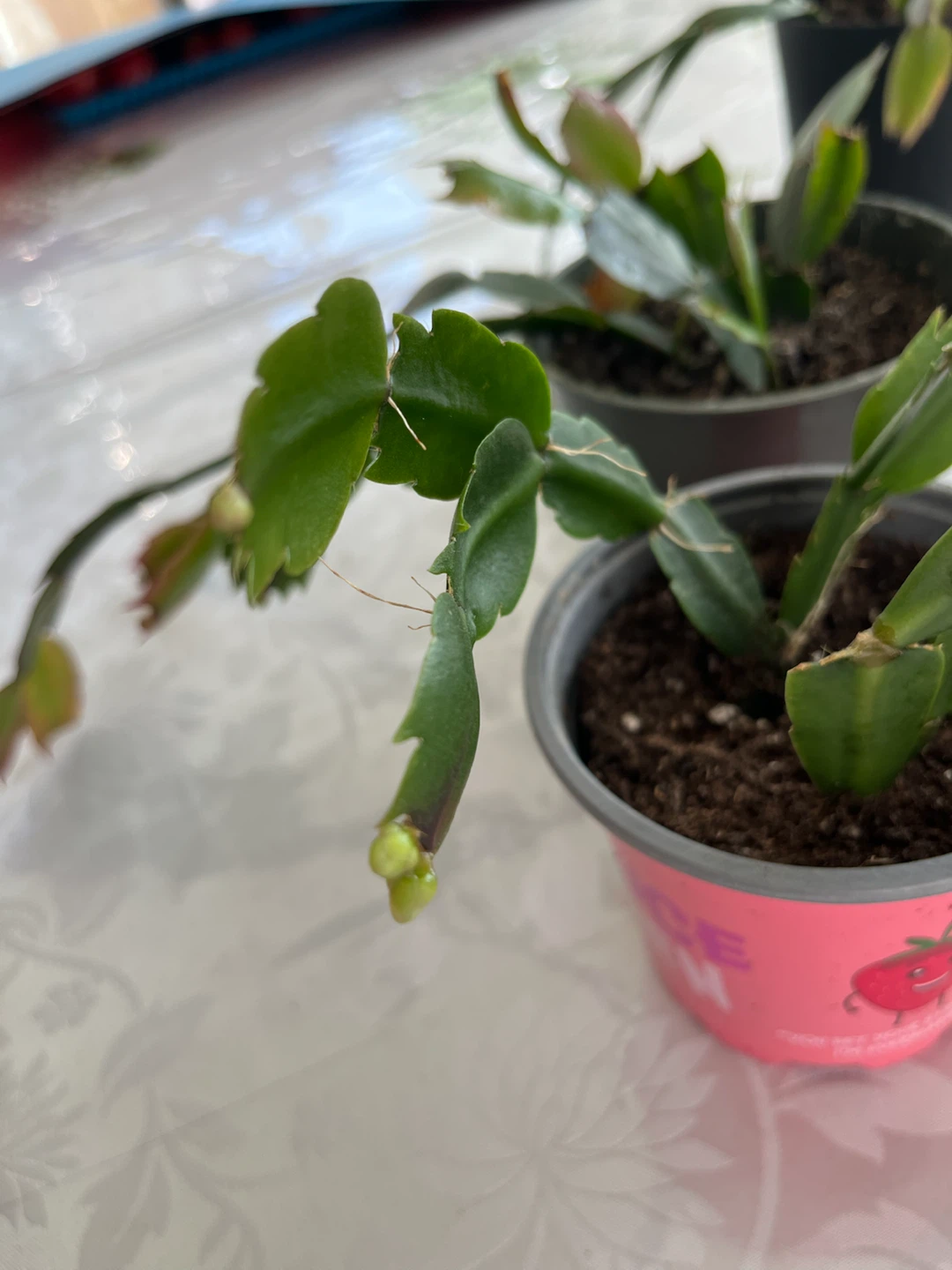 Five Holiday Cactus Plants - photo 2
