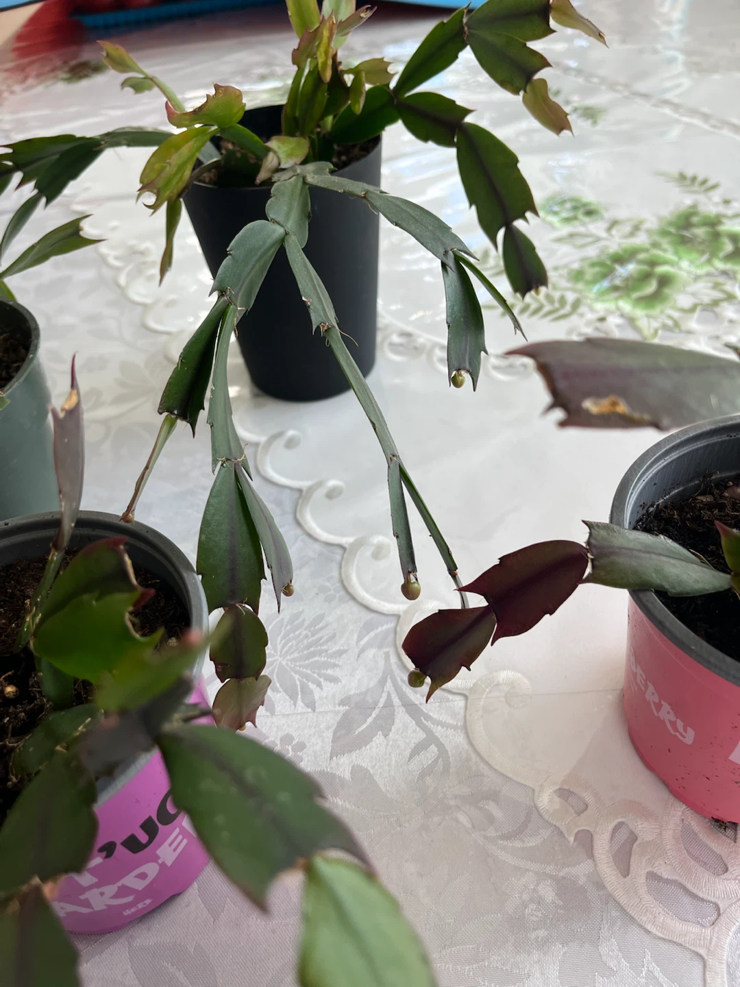 Five Holiday Cactus Plants - photo 3