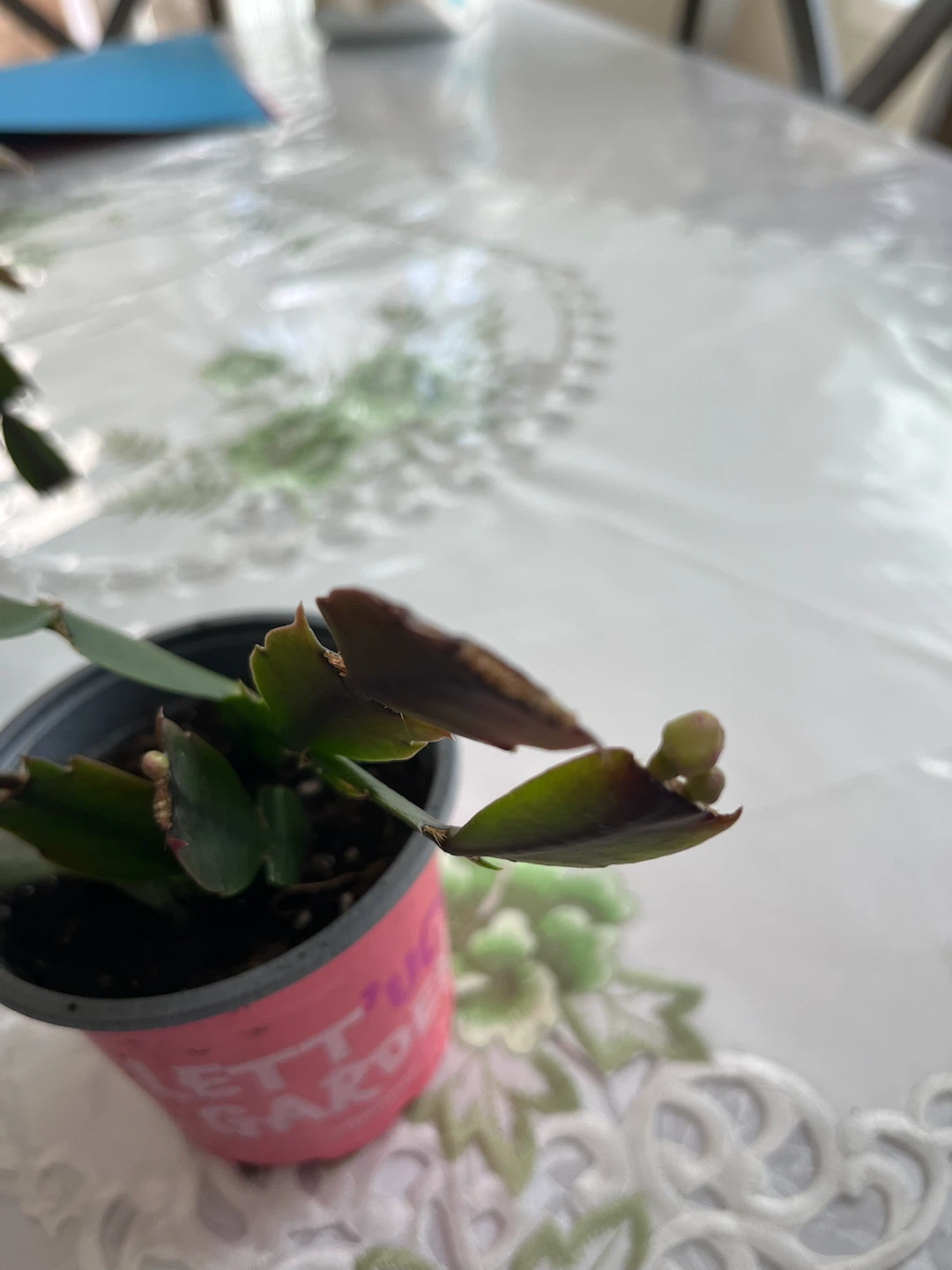 Five Holiday Cactus Plants - photo 4