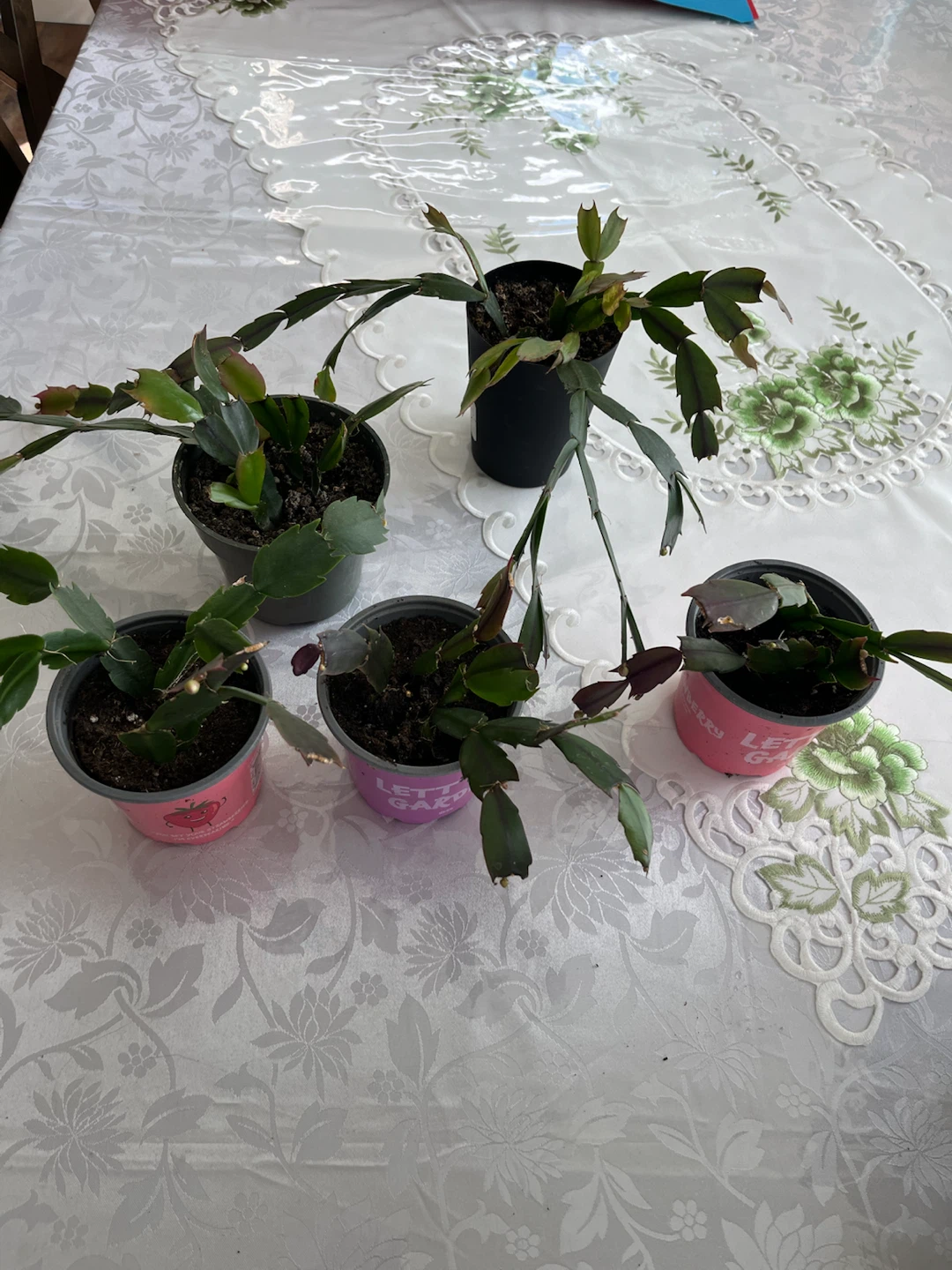 Five Holiday Cactus Plants - photo 5