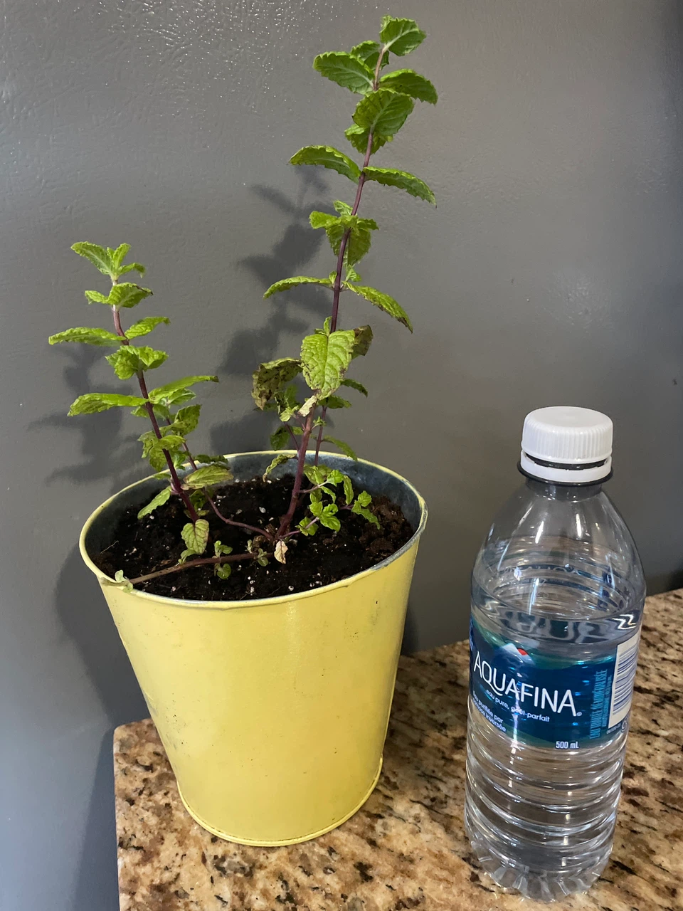 Potted Fresh Mint Plant in Yellow Metal Planter