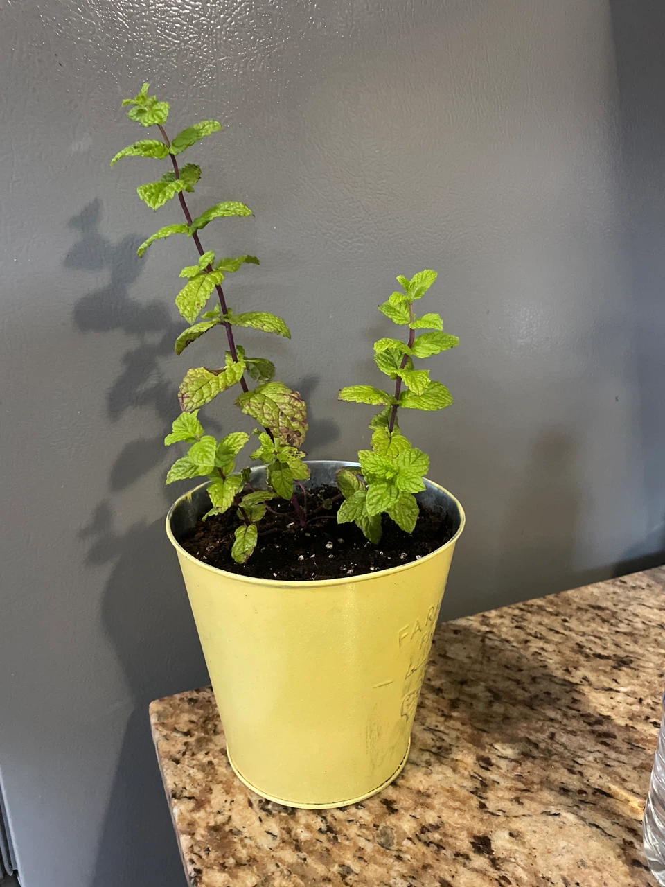 Potted Fresh Mint Plant in Yellow Metal Planter - photo 2