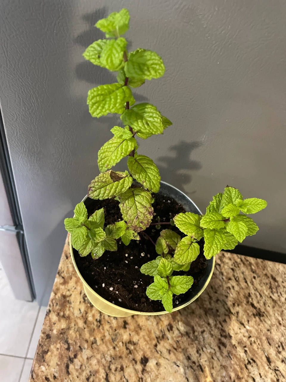 Potted Fresh Mint Plant in Yellow Metal Planter - photo 3