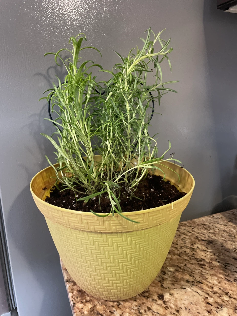Potted Rosemary Herb Plant