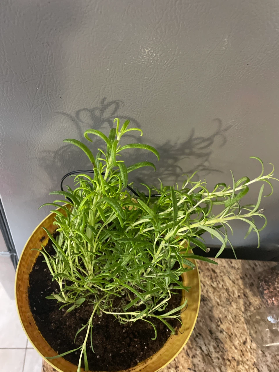 Potted Rosemary Herb Plant - photo 2