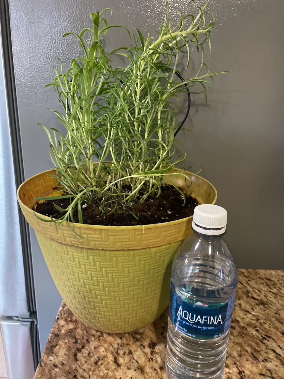 Potted Rosemary Herb Plant - photo 3