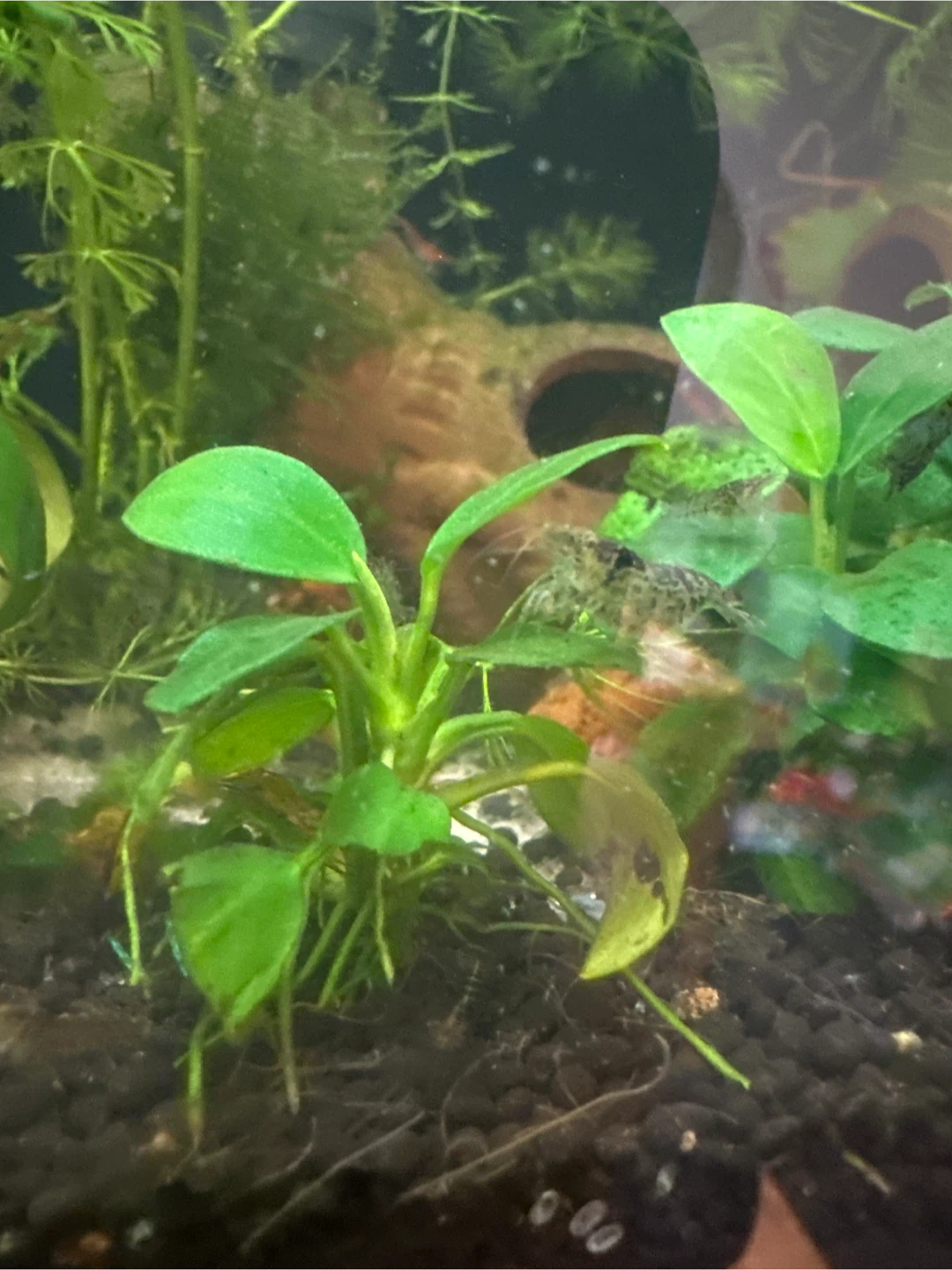 Glass Aquarium with Decor, plants and shrimps - photo 2