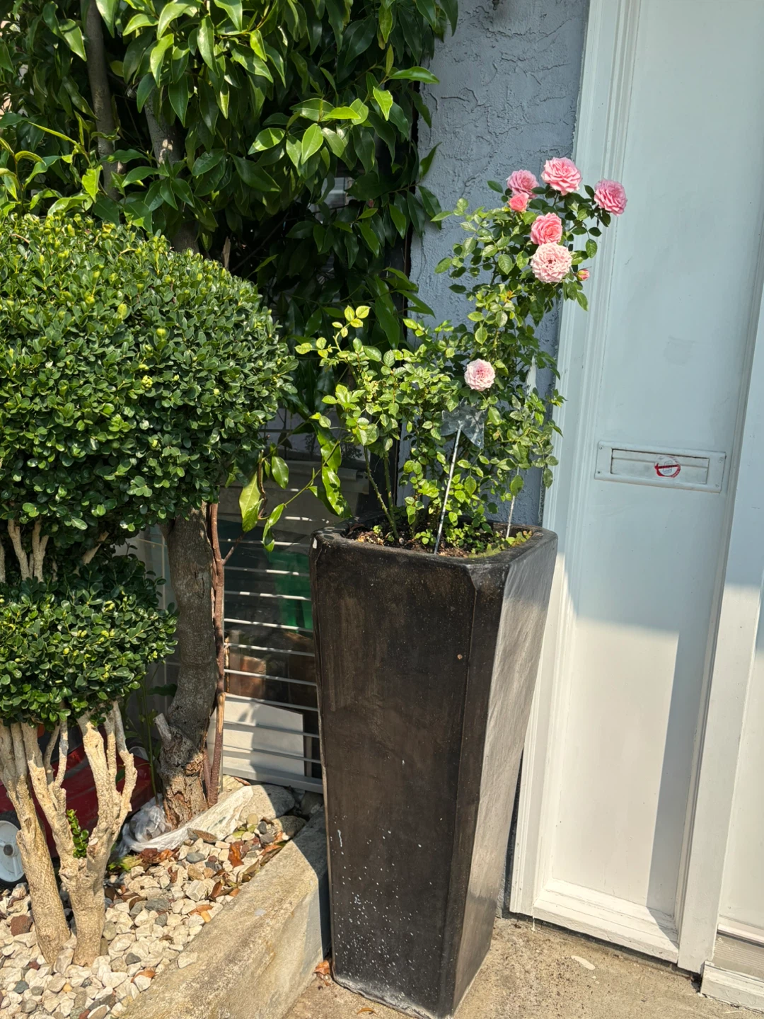 Tall Black Planter with Pink Rose Bush