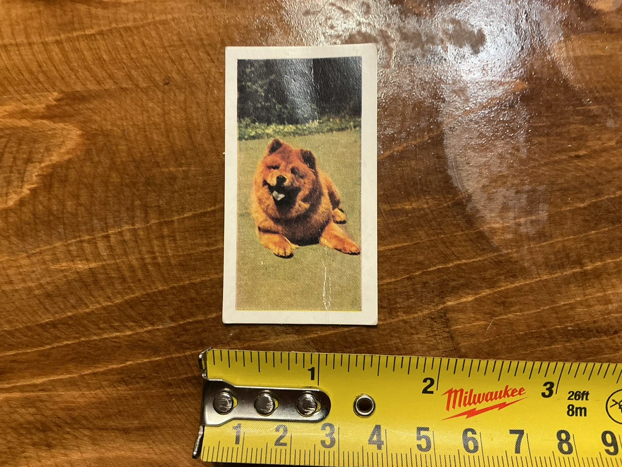 1961 HORNIMANS Tea Trading DOGS CHOW-CHOW Card 31
