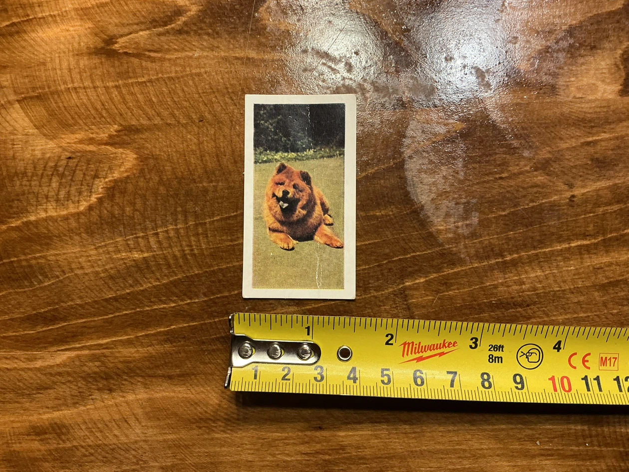 1961 HORNIMANS Tea Trading DOGS CHOW-CHOW Card 31 - photo 3