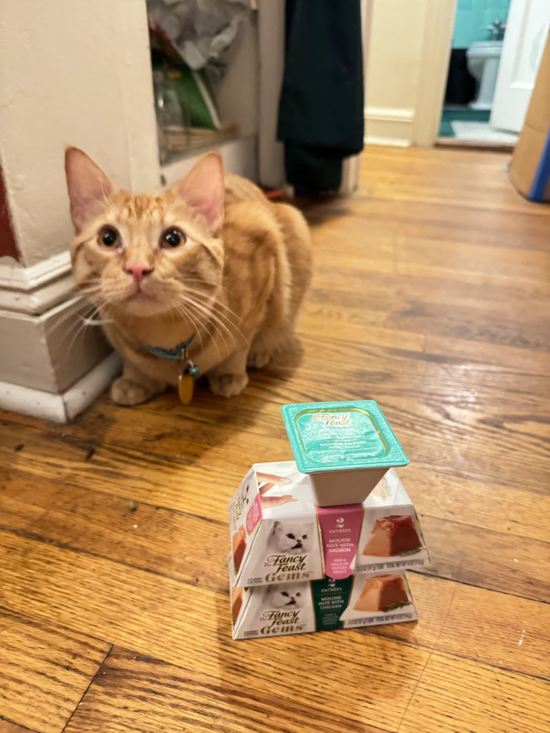He doesnt like FancyFeast