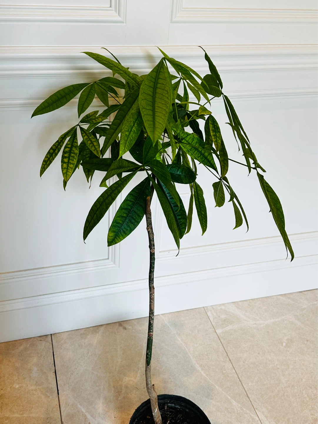 Pachira Aquatica Money Tree