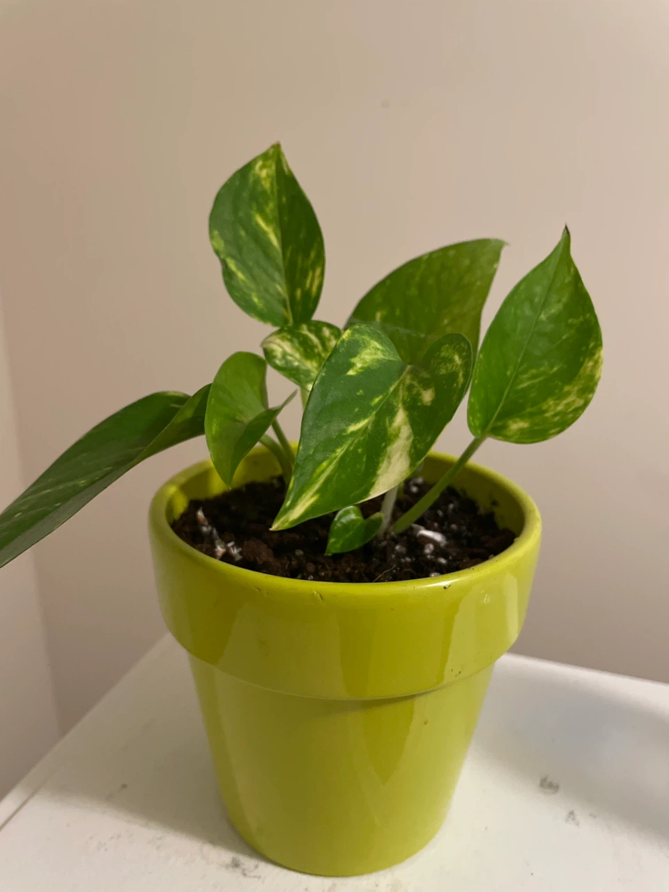 Golden Pothos in Lime Green Ceramic Pot