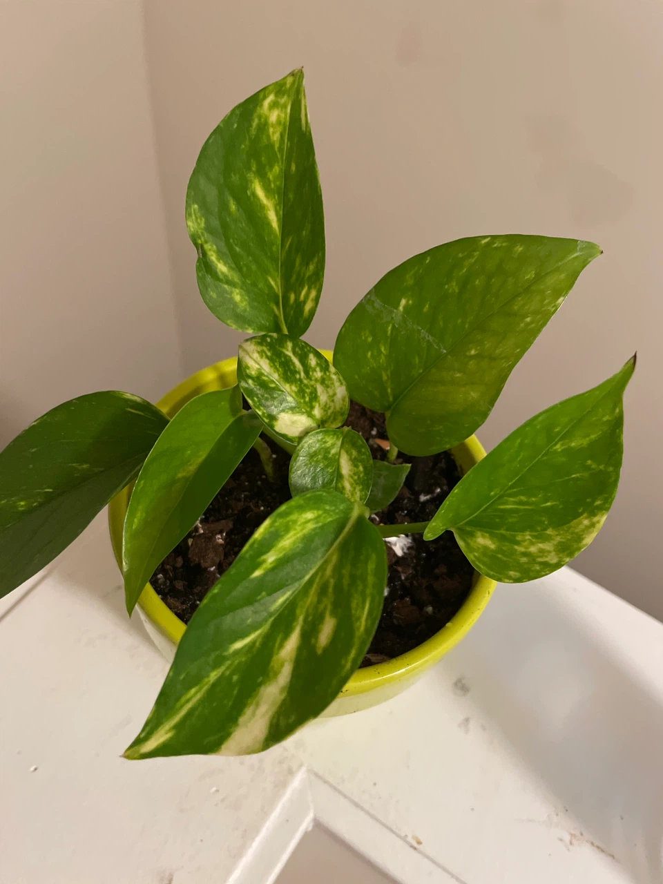 Golden Pothos in Lime Green Ceramic Pot - photo 2