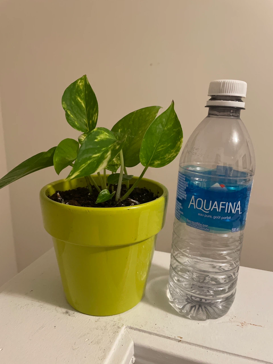 Golden Pothos in Lime Green Ceramic Pot - photo 3