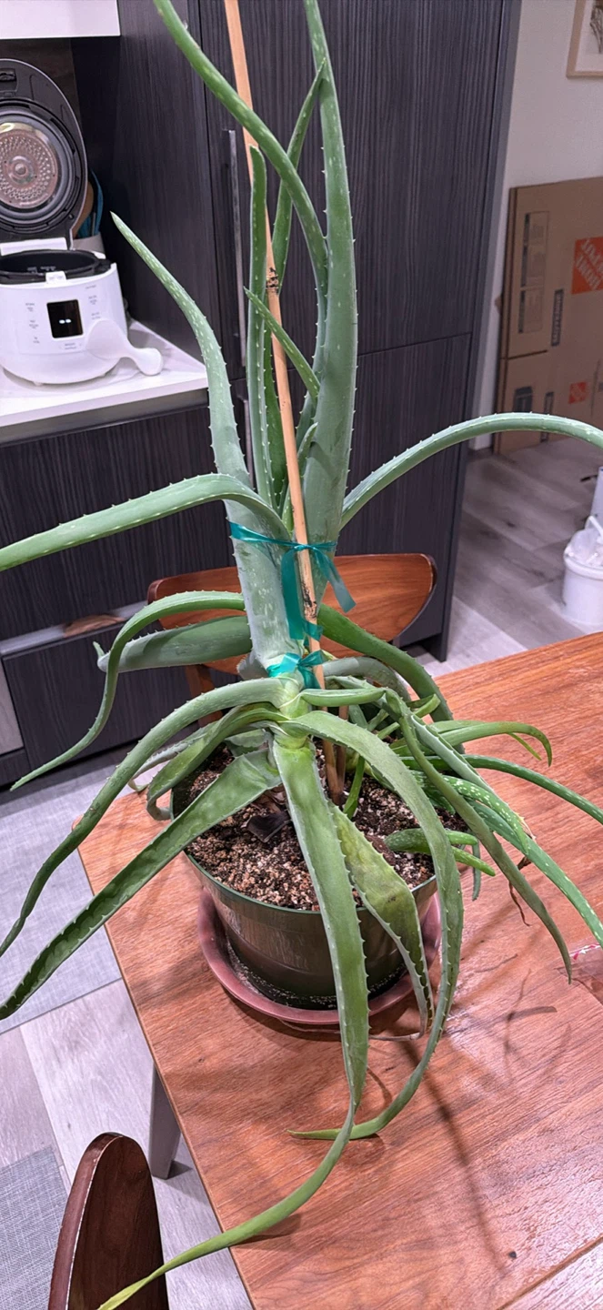 Large Aloe Vera Plant