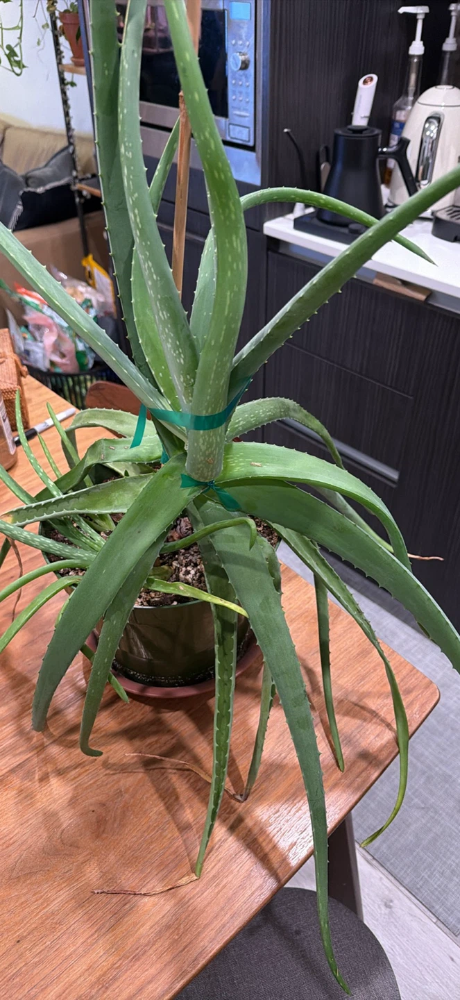 Large Aloe Vera Plant - photo 2