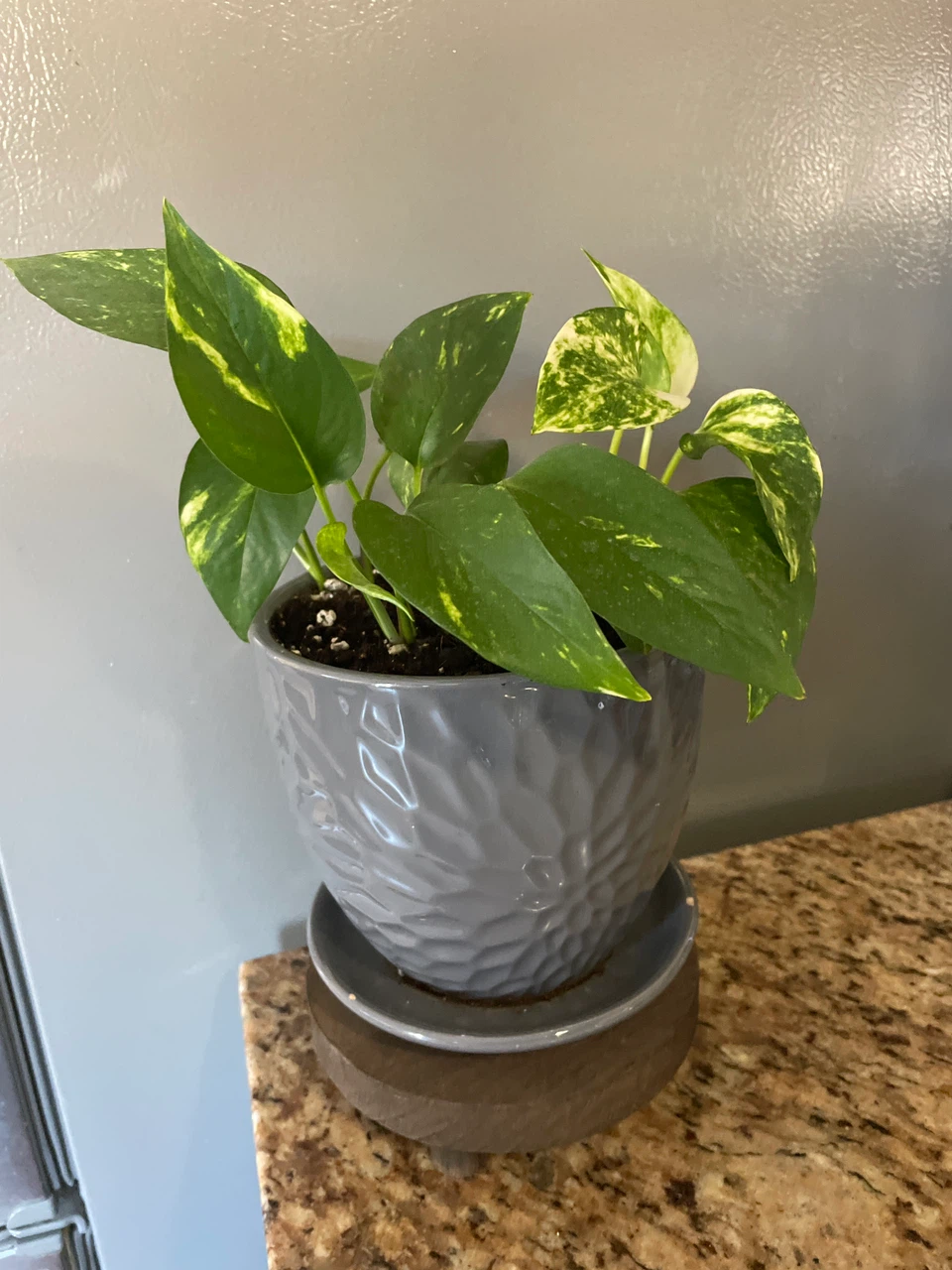 Pothos plant in grey textured pot