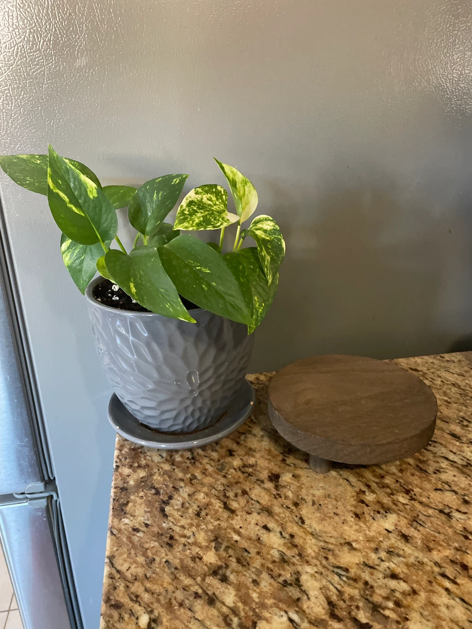 Pothos plant in grey textured pot - photo 2