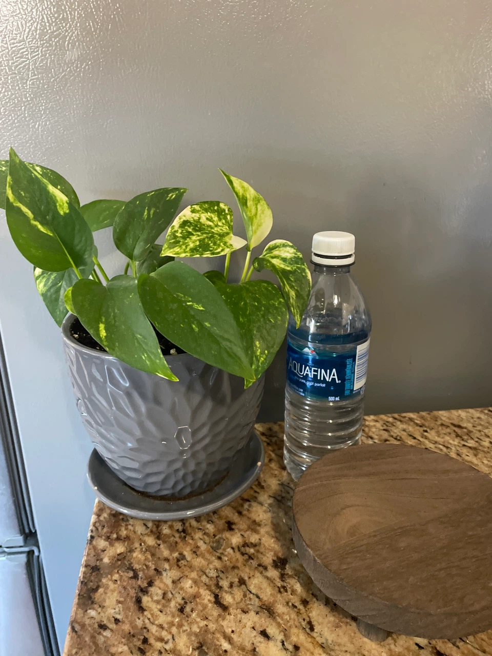 Pothos plant in grey textured pot - photo 3