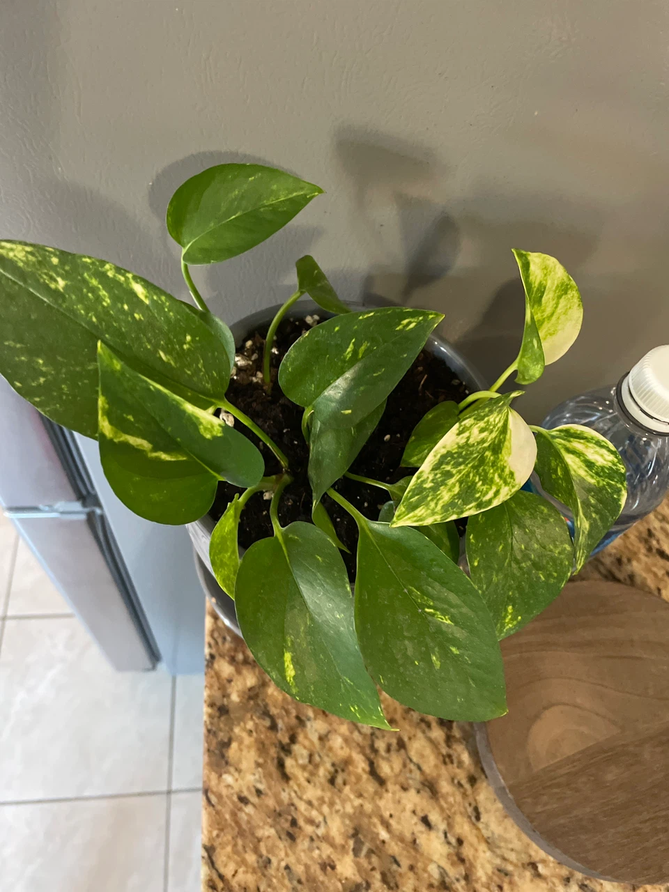 Pothos plant in grey textured pot - photo 4